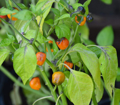 WILLVINE Golden Nugget Chilli Pepper Seeds-[3000 Seeds] Seed(3000 per packet)