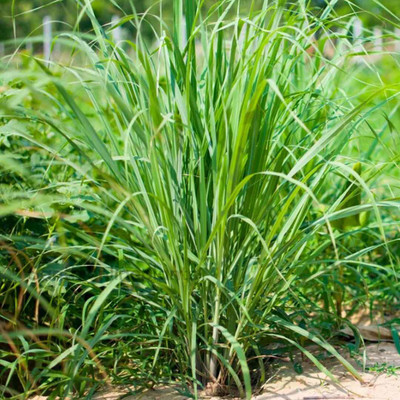 XOLDA Organic lemon grass herb Seed(15 per packet)