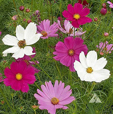 CYBEXIS PAU-11 - Cosmos Mixed Color Hybrid Flower For All Season - (30 Seeds) Seed(30 per packet)