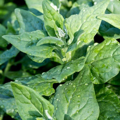 LPR SPINACH , PALAKH Seed(75 per packet)