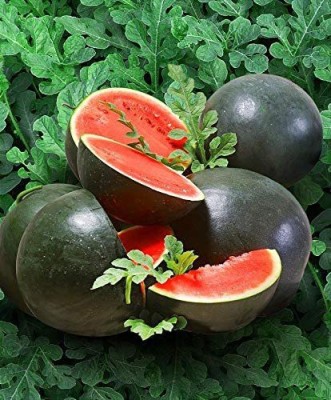 VibeX PAU-45 - Watermelon Black Beauty Early Rare Giant - (450 Seeds) Seed(450 per packet)