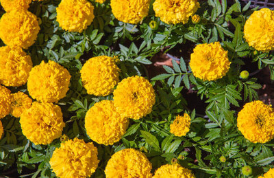 sarvottam creation marigold,gende ka phool Seed(35 per packet)