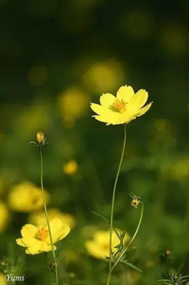MAA A Cosmos Sensation56 Seed(48 per packet)