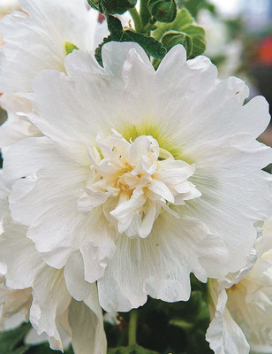 KANAYA Hollyhock (Hybrid) Seeds With Free Germination Potting Soil Mix Seed(20 per packet)