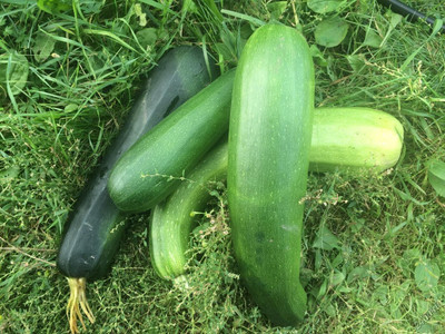 Qualtivate EXL-4AT Light Green Zucchini Courgette Squash Seed(30 per packet)