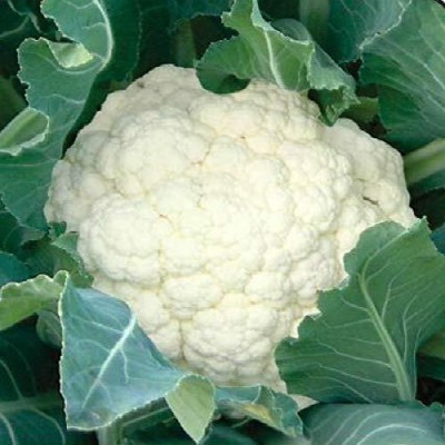 Lorvox CAULIFLOWER ORGANIC F1 HYBRID Seed(450 per packet)