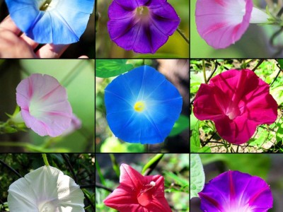 ibains Morning glory dwarf seeds Seed(12 per packet)