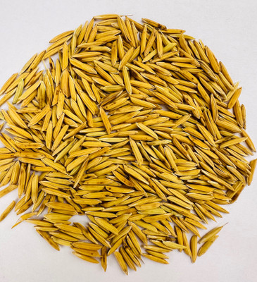Sant Seeds LLP Pusa Basmati 1885 Paddy Seeds & Farming & Agriculture Sowing (Kheti/Dhan) Seed(10 kg)
