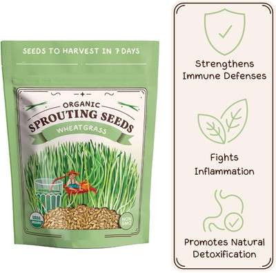 KNESSiN Vital Buckskin Red Winter Wheatgrass Seeds For Indoor Sprouting-(5000 Seeds) Seed(5000 per packet)