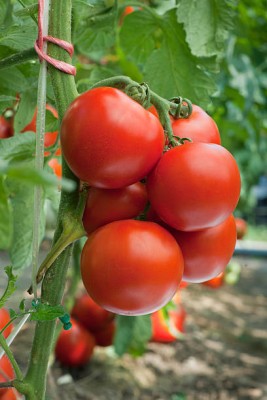 Sidhi nazar Enterprises tomato Seed(145 per packet)