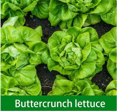 Quentova Buttercrunch Lettuce 0.5gm Seed(400 per packet)