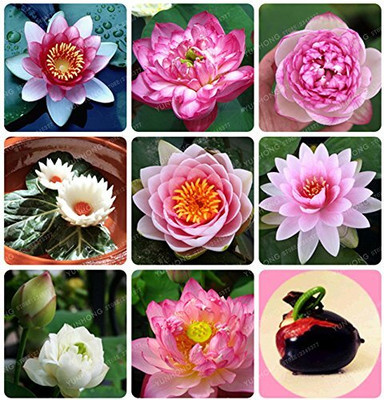 LPR LOTUS,KAMAL Seed(30 per packet)