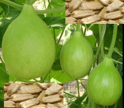 RnB Round Bottle Gourd Lauki/Lau/Clabash Seed(16 per packet) Seed(16 per packet)