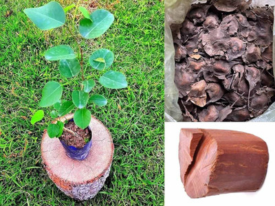 DEYS AGRO ™ lal chandan seeds|rakt chandan seeds, hybrid red sandalwood tree seeds Seed(10 per packet)