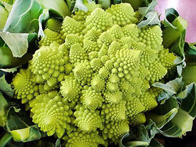 VibeX ® VMR-755 Romanesco Broccoli Seed for Planting Seed(200 per packet)