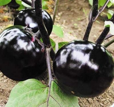 Cloud Farm Eggplant Seeds Seed(30 per packet)