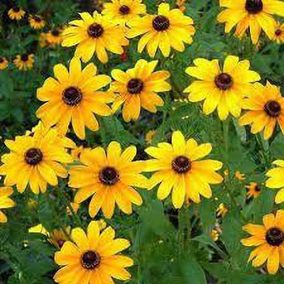 KANAYA Sunflower Flower Seeds For Home Gardening Seed(170 per packet)