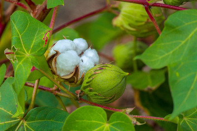 BJUBAS Cotton seeds for planting Pack of 12 Seed(12 per packet)