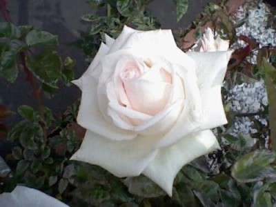 Qualtivate GBPT-3A WHITE ROSE Flower Seeds Seed(25 per packet)