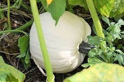 Dbbrothers Pumpkin Kaddoo Seeds pack of 22 Seed(22 per packet)