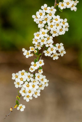 AARADYAPRIAYL gypsophila flower Seed(200 per packet)