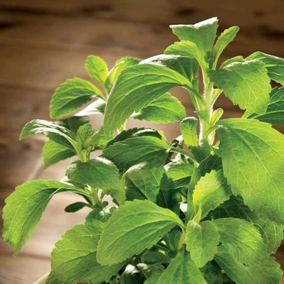 GEZ Sugarleaf Organic Stevia Seed(50 per packet)
