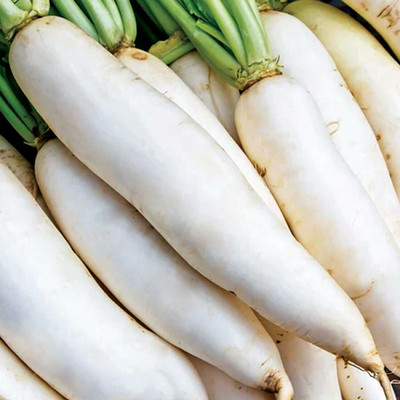 VINTI Mooli radish Vegetable Seed(2500 per packet)