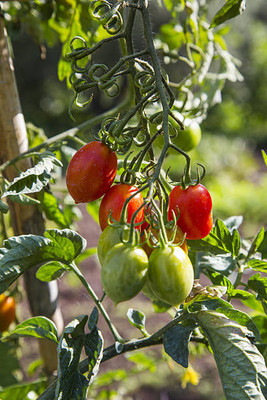ARYAN EVERGREEN tomato Seed(30 per packet)
