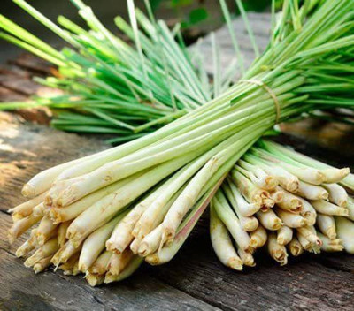 CYBEXIS PAU-79 - Fever Grass Cymbopogon Citratus - (2250 Seeds) Seed(2250 per packet)
