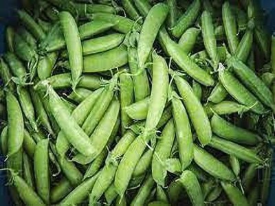 KANAYA Pea Seed(150 per packet)