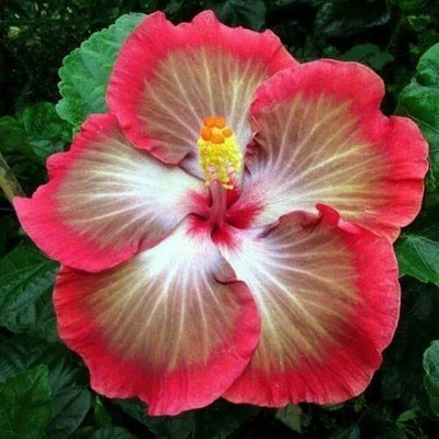 CRGO HIBISCUS , GUDHAL Seed(50 per packet)
