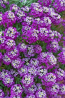 Avysa Sweet Alyssum Purple Seed(80 per packet)