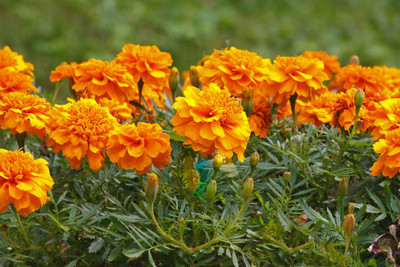 everlite marigold,gende ka phool seeds Seed(21 per packet)