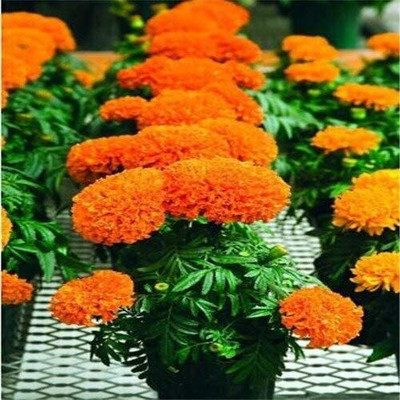 CYBEXIS LX-98 - Orange Marigold - (2250 Seeds) Seed(2250 per packet)