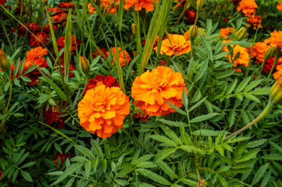 Astra marigold/gende ka phool flower seeds Seed(75 per packet)