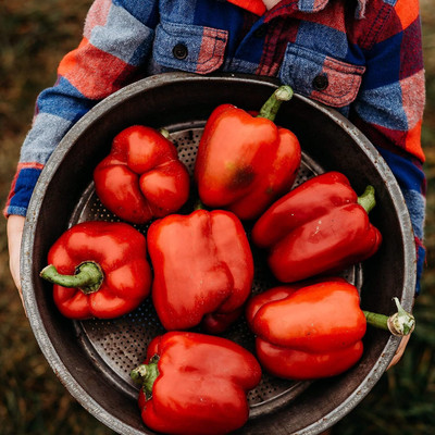 KNESSiN Giant Red Bell Pepper Capsicum Seeds-[600mg] Seed(100 per packet)