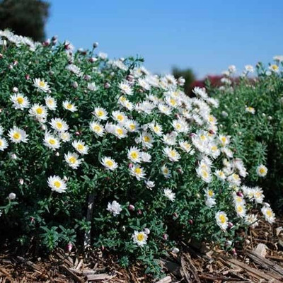 XOLDA Exotic daisy white Seed(48 per packet)