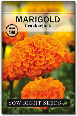 WILLVINE ™ Crackerjack Marigold Seeds-1000 SEEDS Seed(1000 per packet)