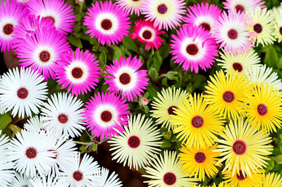 KANAYA Mesembryanthemum Flower Seed(16 per packet)