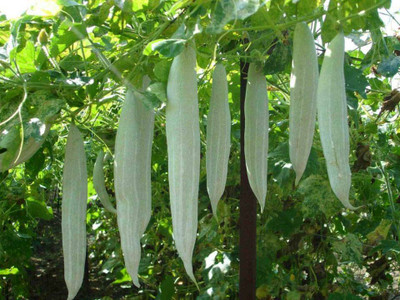 VYDER (Chichinda) Snake gourd Vegetable Seed(100 per packet)
