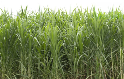 HYBRID 1kg, white Sorghum seeds highest yield long plant very tasty grass and more milk Seed(1 per packet)