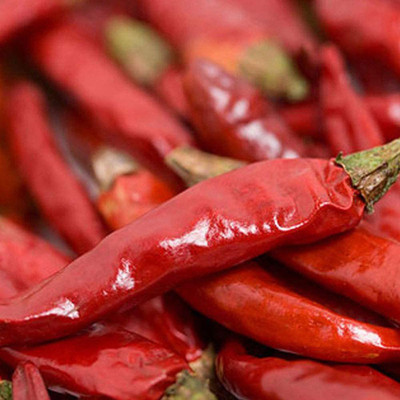 CYBEXIS Fast Germination Red Chilli Pepper Seeds2400 Seeds Seed(2400 per packet)