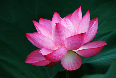 LPR LOTUS,KAMAL Seed(15 per packet)