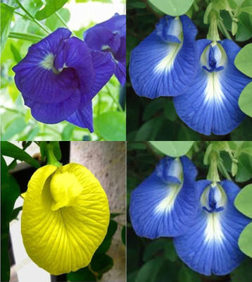 sbains Blue Butterfly Pea Flower Seeds Plant no of seeds 24 Seed(24 per packet)