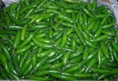 CYBEXIS Hybrid Serrano Pepper Chilli Seeds2400 Seeds Seed(2400 per packet)