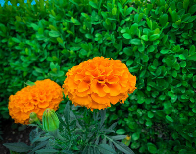 GardenHobby marigold/gende ka phool flower seeds Seed(50 per packet)