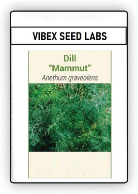 CYBEXIS F1 Hybrid Dill Mammut Seeds2800 Seeds Seed(2800 per packet)