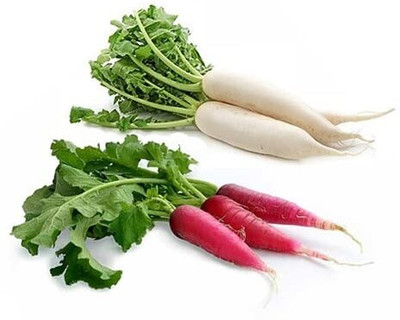 Aywal Radish Red Long | Radish White Seed(180 per packet)