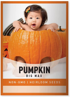 Qualtivate FXL-5AT Pumpkin Seeds(Big Max) Heirloom Seed(50 per packet)