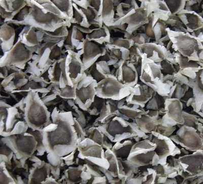 CYBEXIS XLL-18 - Shobhanjana Miracle Tree Drumstick - (1350 Seeds) Seed(1350 per packet)